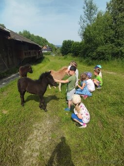 shetland pony s PP hřebeček - 2