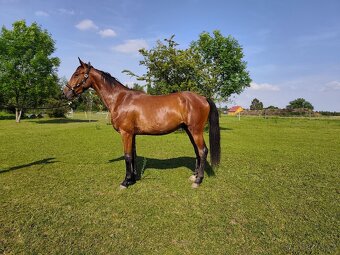 Tříletý valach CS po Beaumont - 2