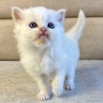 Něvská Maškaráda - holčička Omega s PP - 2