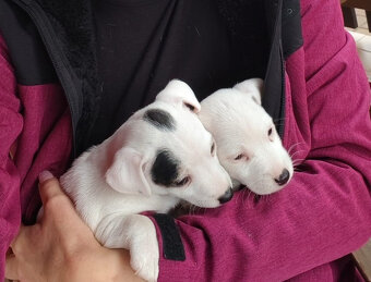 štěňata Jack Russell teriér - 2