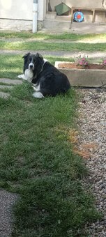 Krytí pes Border kolie - 2