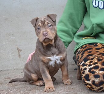 American bully pocket / sharpei - 2