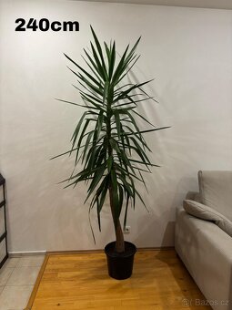 Yucca elephantipes (Juka) různé velikosti - 2