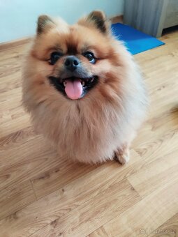 Nechám připustit  pomeriana - 2