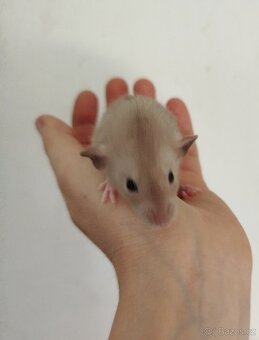 Potkan dumbo - 2