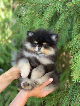 Pomeranian MINI chlapeček PP FCI - 2