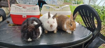 Zakrslý králíček - 2