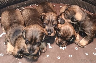 Nabídka štěňat - 2