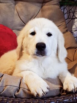 Zlaty retriver Golden retriver - 2