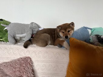 Štěňátko Shiba inu s PP - 2