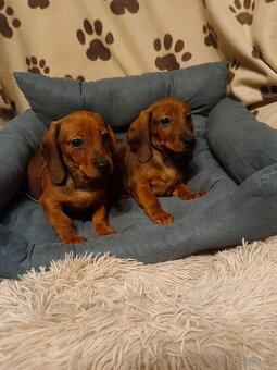 Jezevčík hladkosrstý trpasličí /králičí - 2