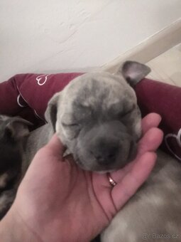 Nabízím štěňata - 2