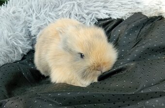 Zakrslý králíček E1 - 2