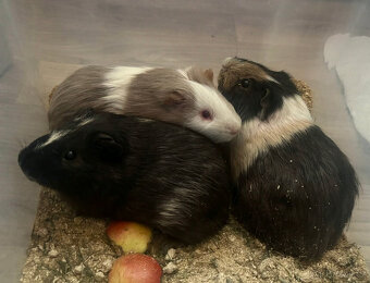 Morčata, Morče, Morča, Morčatka - 2