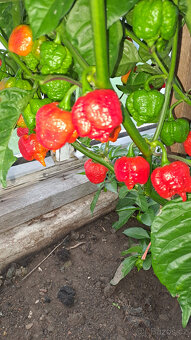 Trinidad Scorpion Moruga semínka - 2
