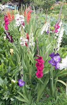 Jedinečné k řezu: Gladioly - mečíky - 2