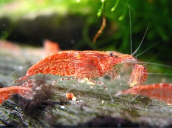 Krevety Neocaridina red - 2