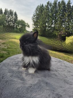 Teddy - 2