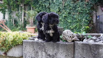 Maltipoo - 2