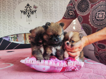 Pomeranian - 2