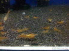 (NEDOSTUPNÉ) krevetky Neocaridina Orange - 2