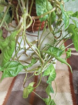 Prodám krásnou velkou kytku - 2