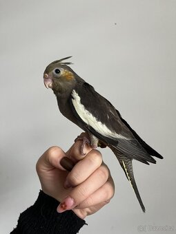 Korela, krotká korela, rucne dokrmena korela - 2