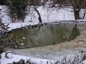 indicky bezec hejno 25 ks mix - 2