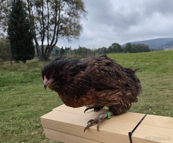 Araukauna Levandulová, divoce zbarvená - 2