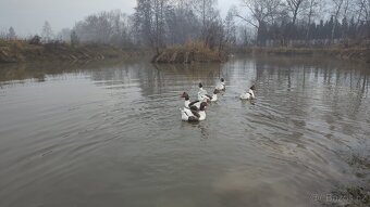 Husa Pomořanská 8 měsíční - prodám - 2