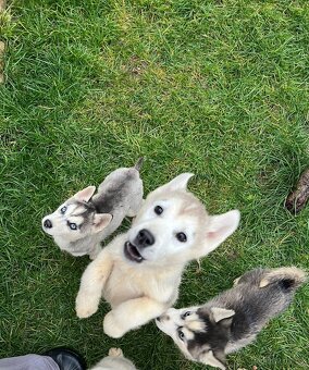 Steniatka sibirsky husky - 2