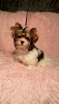 Biewer Jorkšírský teriér fenka s PP - 2