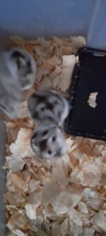 Prodej Křečík Džungarsky - 2