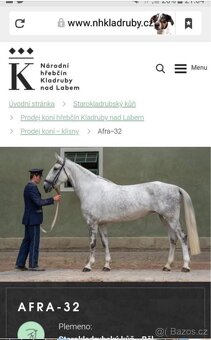 Kladrubská klisna - 2