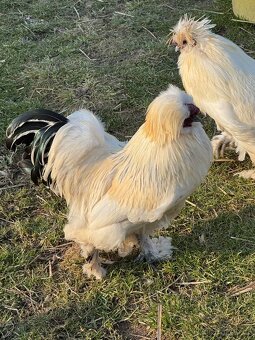 Kohout hedvabnička - 2