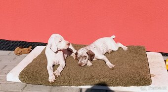 Bourbonský ohař - štěně s PP - 2