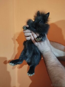 malá králíčata - 2