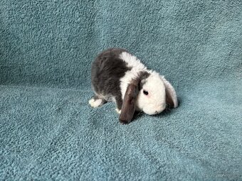 zakrslý králíček beránek rex - 2