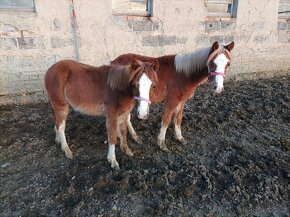 Welsh pony sekce B - 2