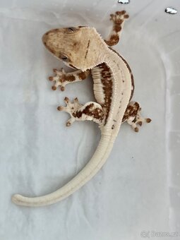 Pagekon rasnaty 2 samičky Lilly White 13g - 2