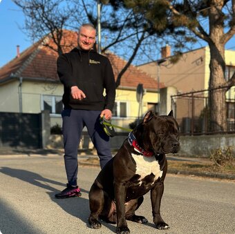 American bully xl, pitbull xxl - 2