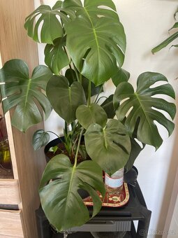 Monstera květina rostlina - 2