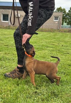 Belgický ovčák malinois - 2