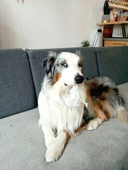 Krytí Australským ovčákem - 2