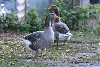 Husa landeská, výstavní chov - 2