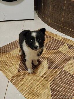 Štěňata Kříženců Německý špic x bordel kolie - 2