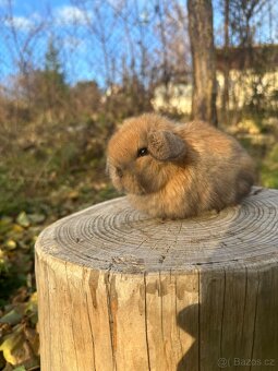 Minilop - zakrslý beránek - 2