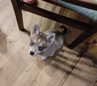 Alaskan Klee kai - 2