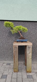 Bonsai, bonsaj, jalovec v misce - 2