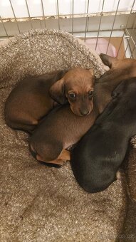 Jezevčík hladkosrstý trpasličí - 2